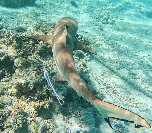 Black Tipped reef shark