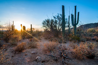 Saguaro National Park West, AZ