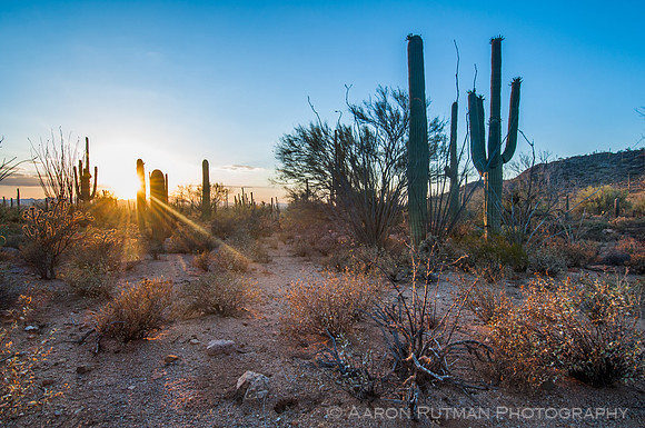 Saguaro National Park West, AZ