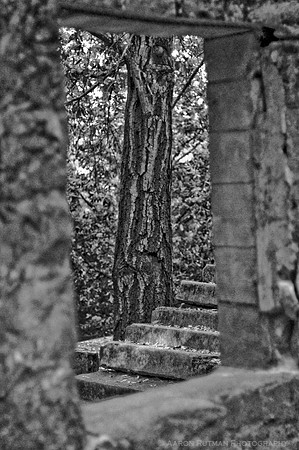 Tree in the window, Henry Miller House