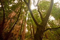 Muir Woods