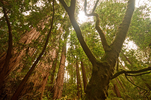 Muir Woods