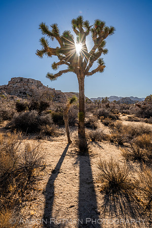 Barker Dam Nature Area, Joshua Tree National Park
