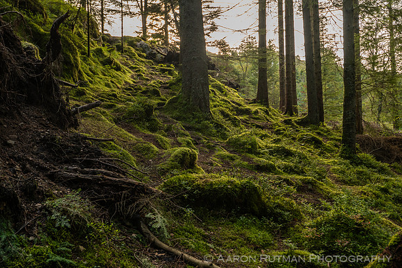 Mt Floyen, Bergen