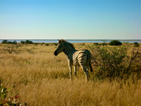 Zebra foal, Etosha salt pan, Namibia