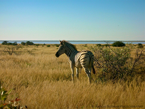 Zebra foal, Etosha salt pan, Namibia