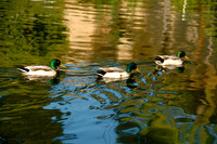 Mallards