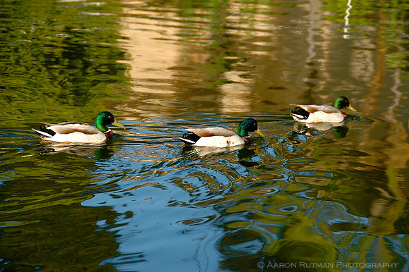 Mallards