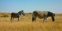 Zebra mother and foal, Etosha, Namibia