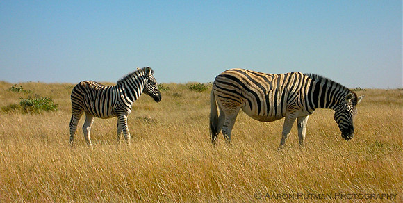 Zebra mother and foal, Etosha, Namibia