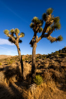 Hi-View Trail, Joshua Tree National Park