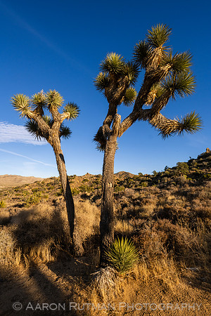 Hi-View Trail, Joshua Tree National Park
