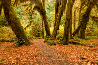 Hall of Mosses Trail, Hoh Rainforest