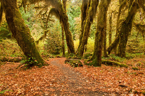 Hall of Mosses Trail, Hoh Rainforest