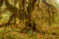 Hall of Mosses Trail, Hoh Rainforest
