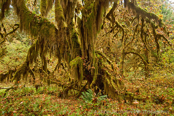 Hall of Mosses Trail, Hoh Rainforest