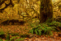 Hall of Mosses Trail, Hoh Rainforest