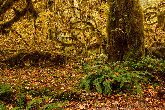 Hall of Mosses Trail, Hoh Rainforest