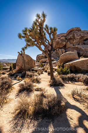 Hall of Horrors Nature Area, Joshua Tree National Park