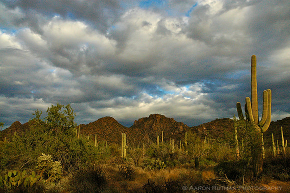Saguaro Nat'l Park