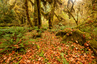 Hall of Mosses Trail, Hoh Rainforest