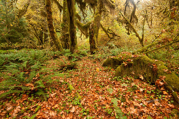 Hall of Mosses Trail, Hoh Rainforest