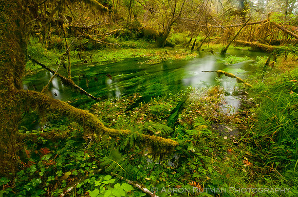 Rainforest Marsh, Hoh Rainforest