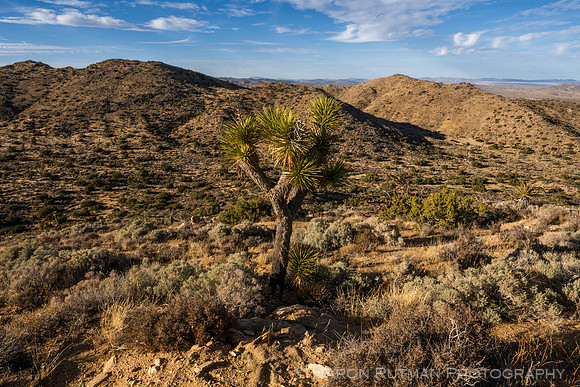 Hi-View Trail, Joshua Tree National Park
