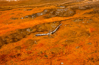 Orange Chromatophores at Biscuit Basin, Yellowstone