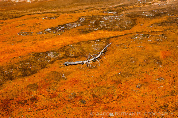 Orange Chromatophores at Biscuit Basin, Yellowstone