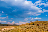 Bison in Hayden Valley, Yellowstone