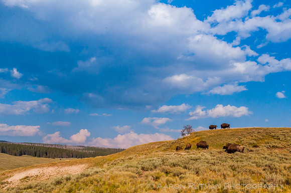 Bison in Hayden Valley, Yellowstone