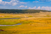 Bison in Hayden Valley, Yellowstone