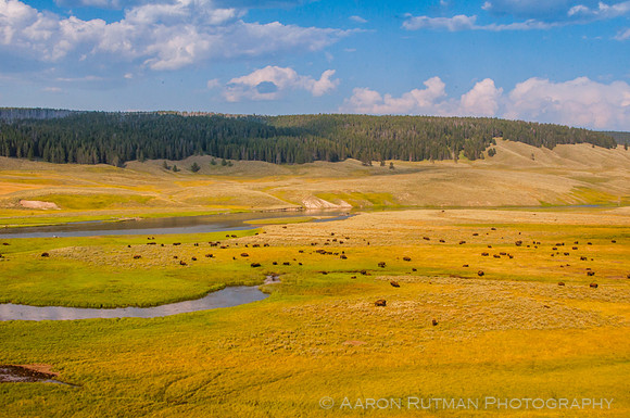 Bison in Hayden Valley, Yellowstone