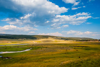 Bison in Hayden Valley, Yellowstone