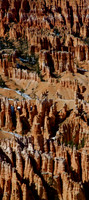 Bryce Canyon Hoodoos
