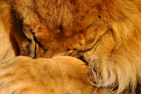 Lion fur