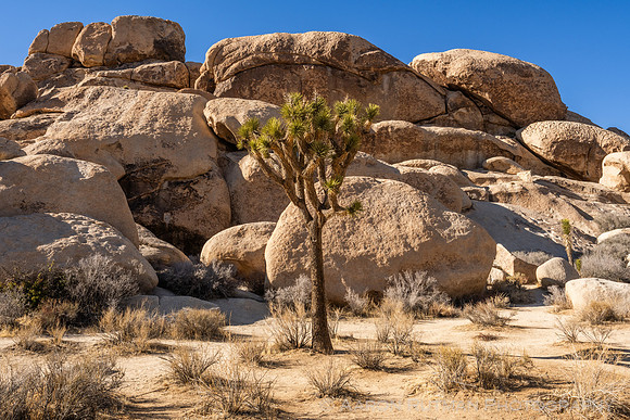 Hall of Horrors Nature Area, Joshua Tree National Park