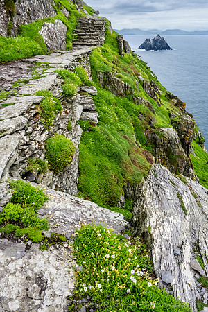 Little Skellig from Skellig Michael