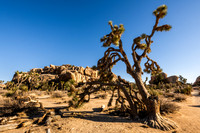 Barker Dam Nature Area, Joshua Tree National Park