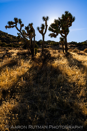 Hi-View Trail, Joshua Tree National Park