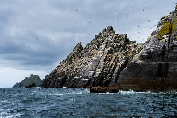 Gannets at Little Skellig, and Skellig Michael