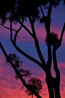 Eucalyptus sky