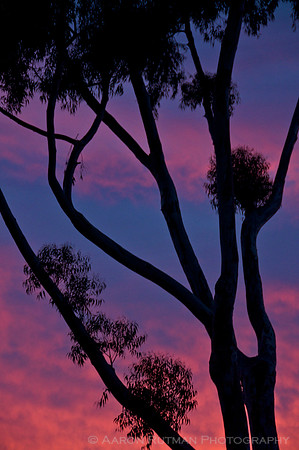 Eucalyptus sky