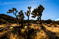 Hi-View Trail, Joshua Tree National Park