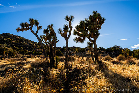 Hi-View Trail, Joshua Tree National Park