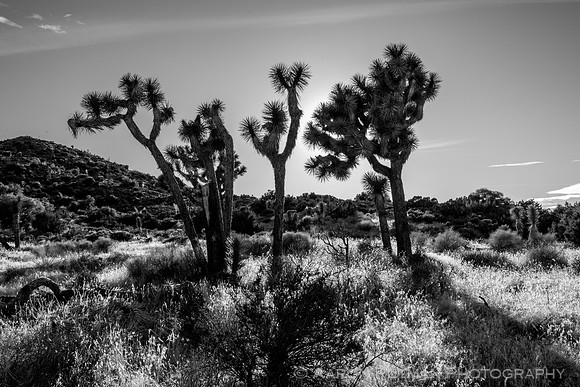 Hi-View Trail, Joshua Tree National Park