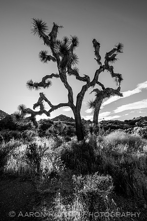 Hi-View Trail, Joshua Tree National Park