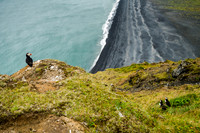 Puffin at Dyrhólaey, South Iceland