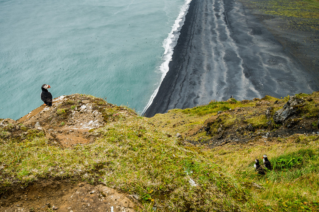 Puffin at Dyrhólaey, South Iceland